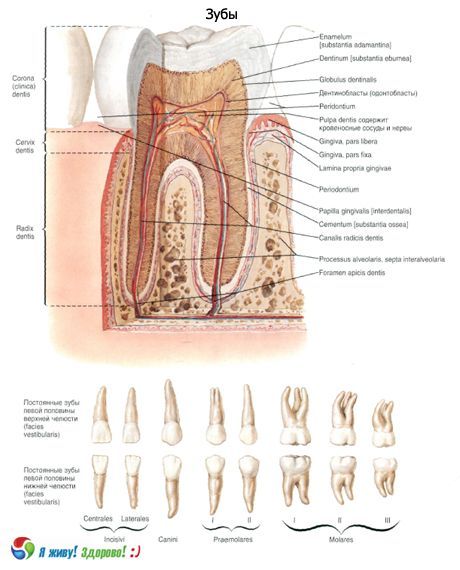 Dinți.  Structura dintelui