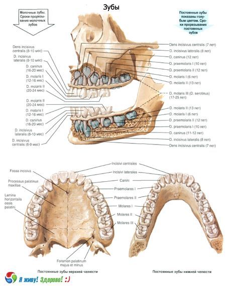 Dinți.  Structura dintelui